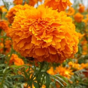 Meet your Posher, Precious